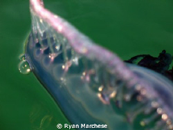 Portuguese Man of War by Ryan Marchese 